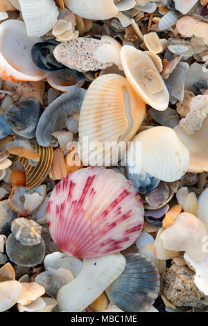 Shell on beach, Hobe Sound National Wildlife Refuge,  Florida Stock Photo