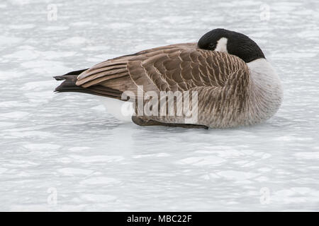 Canada Geese on ice (Branta Canadensis), North America, by Bruce Montagne/Dembinsky Photo Assoc Stock Photo