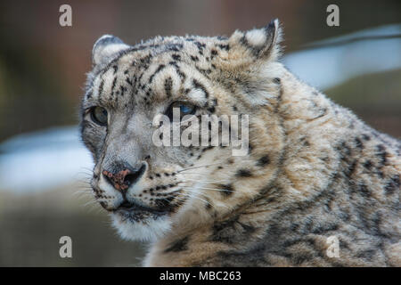 Snow Leopard (Panthera uncia), winter, Central & South Asia, filmed under controlled conditions, by Bruce Montagne/Dembinsky Photo Assoc Stock Photo