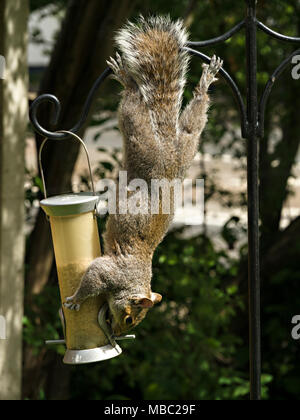 Agile, acrobatic Grey Squirrel (Sciurus carolinensis) hanging upside down stealing food from garden bird seed feeder, England, UK Stock Photo