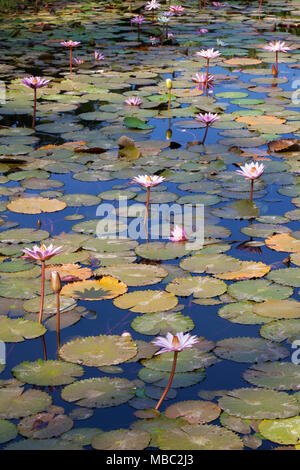 Water lilies near Tiskita Jungle Lodge on Costa Rica's southwestern coast Stock Photo