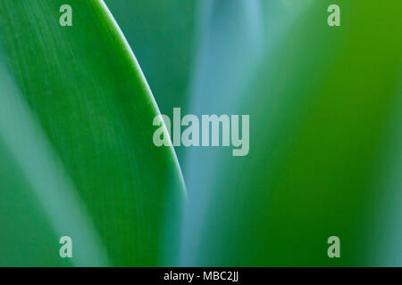 Abstract nature detail with green leaves close up, selective focus on one leaf Stock Photo