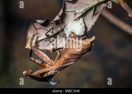 Dead Leaf mantis laying eggs