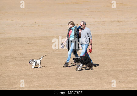 couple walking dogs on a sandy beach in cornwall, england, britain, uk. Stock Photo