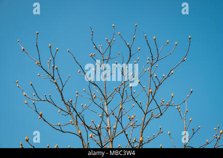 buds on tree before blooming - spring season concept - Stock Photo