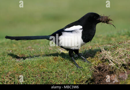 adult with mud for nest lining  Eccles-on-sea, Norfolk              April 2005 Stock Photo