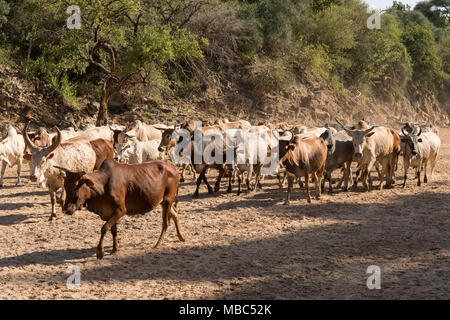 Cattle herd of the Hamer runs in dry river, near Turmi, Southern Nations Nationalities and Peoples' Region, Ethiopia Stock Photo
