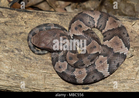 Juvenile Cottonmouth Stock Photo - Alamy