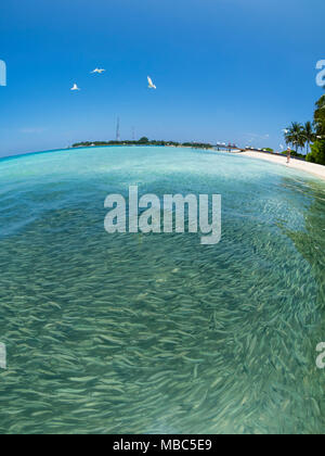 Fish swarm with sardines and hunting Blacktip reef shark (Carcharhinus melanopterus) in shallow water near the shore, fisheye Stock Photo