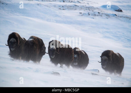 Musk oxes (Ovibos moschatus) in snowstorm, Dovrefjell Sunndalsfjella National Park, Norway Stock Photo