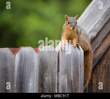 Cute Eastern fox squirrel (Sciurus niger) sitting on a wooden fence in the backyard. Natural green background with copy space. Stock Photo