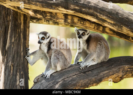 A pair of ring-tailed lemurs (Lemur cotta) rest in the shade of a large tree branch. Stock Photo