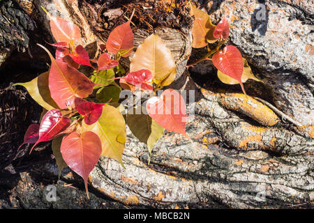 Young leaves of the beautiful and colorful Bodhi tree when exposed to the morning sunlight, Bodhi tree is a symbol that related to many Asian believes Stock Photo