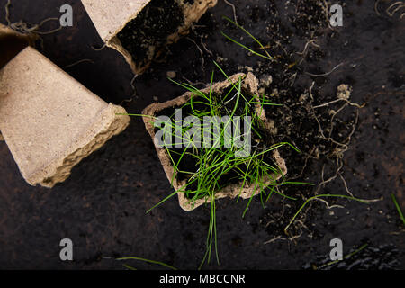 Peat pots with young seedlings, grass on a brown background. Concept of spring gardening.Eco Stock Photo