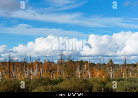 Sunny autumn day in the swamp, white birch trunks on wetland, blue sky, white clouds Stock Photo