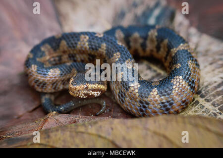 Mountain pit viper Ovophis monticola Stock Photo