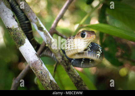 Keeled rat snake Ptyas carinata Stock Photo