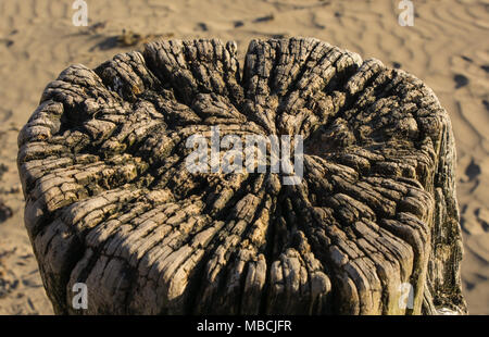 Gnarled and weatherworn tree stump on sandy beach. Stock Photo