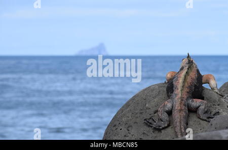 Galápagos marine iguana (Amblyrhynchus cristatus) looking out to sea (Kicker Rock - León Dormido). Stock Photo