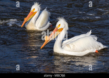 A pair of American white pelicans (Pelecanus erythrorhynchos) in breeding plumage on water during a windy day, Saylorville, Iowa, USA Stock Photo