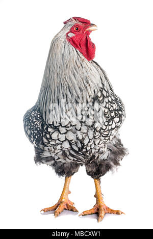 silver-laced Wyandotte chicken in front of white background Stock Photo