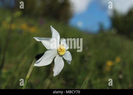 Single flower of wild daffodils (Narcissus poeticus) in the National park Durmitor Stock Photo