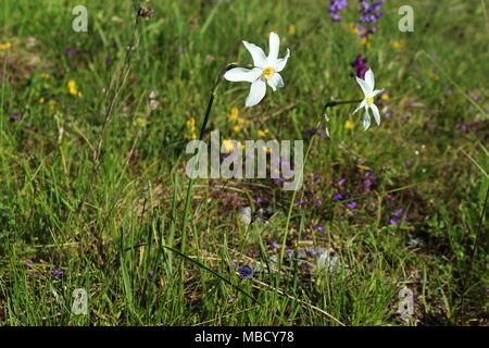 meadow with flowers of wild daffodils (Narcissus poeticus) on the Montenegrin mountain Durmitor Stock Photo