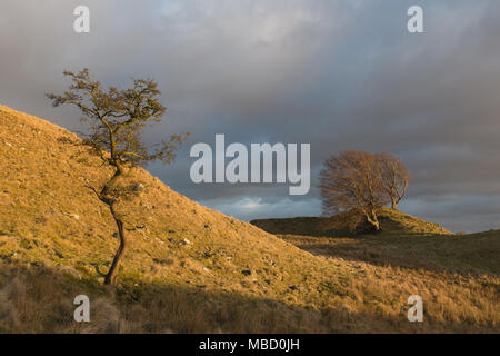 Trees on Hillock near Walltown Hadrian's Wall Path National Trail