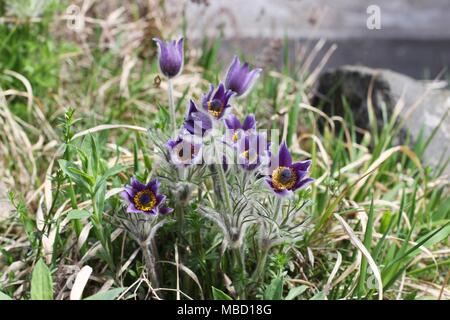 Purple violet flower of wild species of anemone - Anemone montana Stock Photo