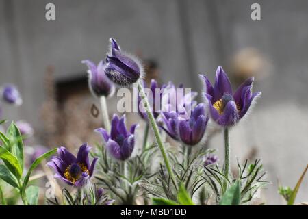 Purple violet flower of wild species of anemone - Anemone montana Stock Photo