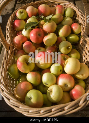 Close up looking down on wicker basket filled with freshly picked apples Stock Photo