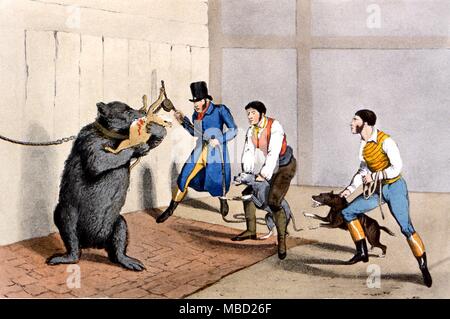 Bear-baiting. Coloured engraving of a bear, chained in a bear pit