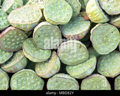 Lotus fruit, Iran Stock Photo