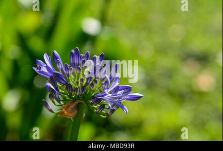 African Lily (Agapanthus, Lily of the Nile) at botanic garden in Dalat, Vietnam. Stock Photo
