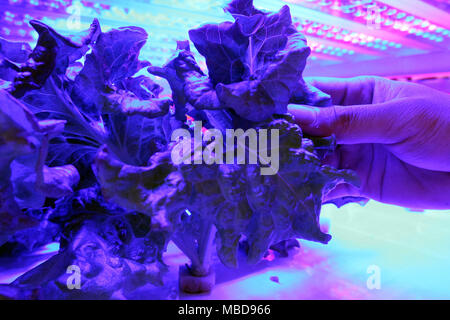 Japan, Tokyo: Plant Factory uses LED technology to customize the cultivation of vegetables, Tamagawa University Research Institute. Lettuce growing un Stock Photo