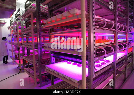 Japan, Tokyo: Plant Factory uses LED technology to customize the cultivation of vegetables, Tamagawa University Research Institute. Lettuce growing un Stock Photo