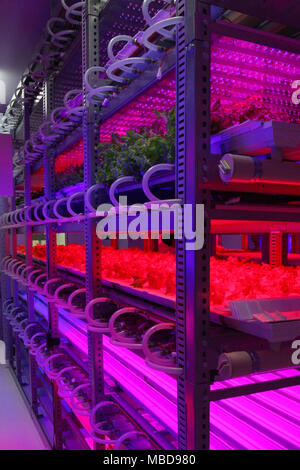 Japan, Tokyo: Plant Factory uses LED technology to customize the cultivation of vegetables, Tamagawa University Research Institute. Lettuce growing un Stock Photo