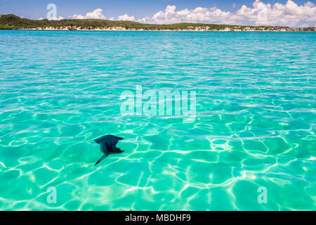 Manta ray in the lagoon of the Emerald Sea of Antsiranana bay (Diego Suarez), north of Madagascar Stock Photo