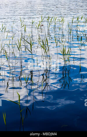 Reeds growing in the water. Sweden Stock Photo - Alamy