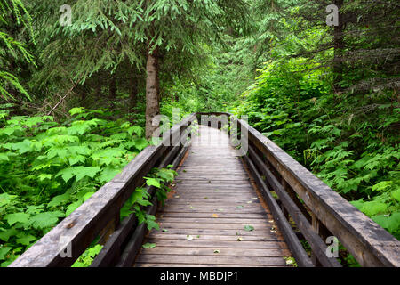 Path through the Ancient Forest Provincial Park, BC, Canada Stock Photo
