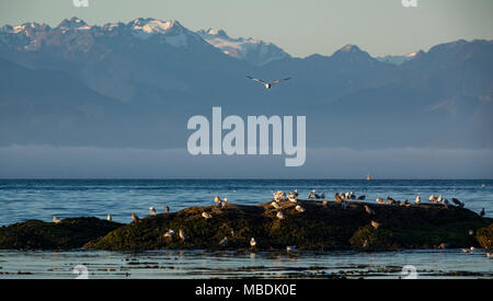 Seagulls on rocks in Victoria, British Columbia, Canada, with the Olympic Mountains visible across the Juan de Fuca Strait. Stock Photo