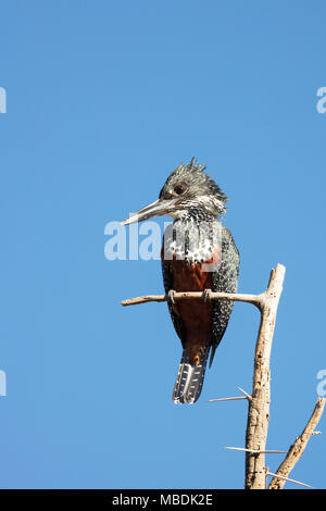 Female Giant Kingfisher, Megaceryle maxima, perched on branch in Kenya Stock Photo