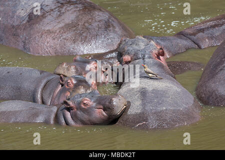 Red-billed oxpecker perched on the back of a hippo sleeping with others in the Mara River of Kenya Stock Photo