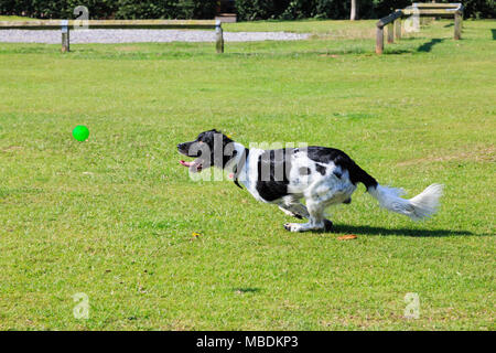 An adult Black and White English Springer Spaniel (Canis lupus familiaris) dog running fast chasing a ball outside in a park. England, UK, Britain Stock Photo
