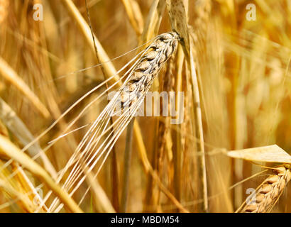Ripe barley in the sun, close-up. Ears of barley or wheat, golden ears of wheat. Corn crop in the sun, barley field. Stock Photo