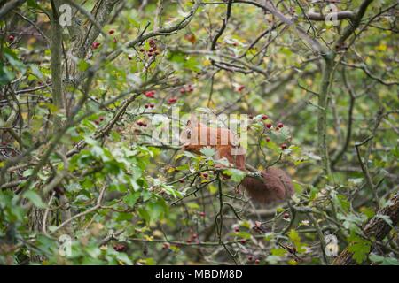 Eurasian Red Squirrel in a tree eating in Fort Victoria Country Park on the Isle of Wight Stock Photo