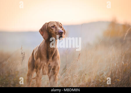 Hungarian hound pointer vizsla dog in autumn in the field