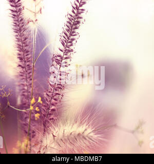 Wild grasses, pink grasses in a field with blur and copy space. Stock Photo