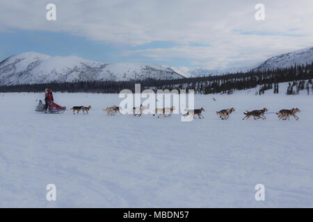 Dog sled team departing Rainy Pass checkpoint in 2018 Iditarod Stock Photo