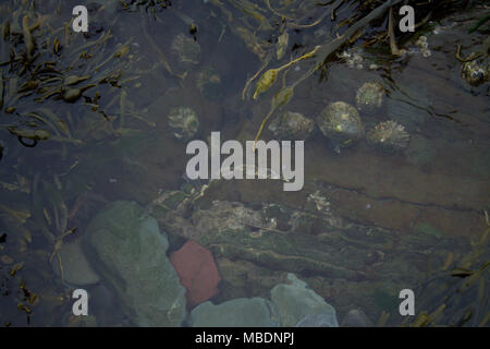 clear waters of a rock pool at low tide with seaweed and limpets on the rocks. Stock Photo